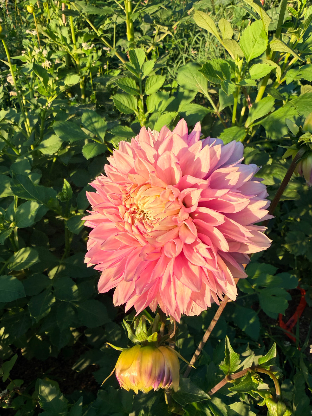 Lee's Swoosie Dahlia Tuber