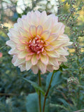 Lee's Clara Dahlia Tuber