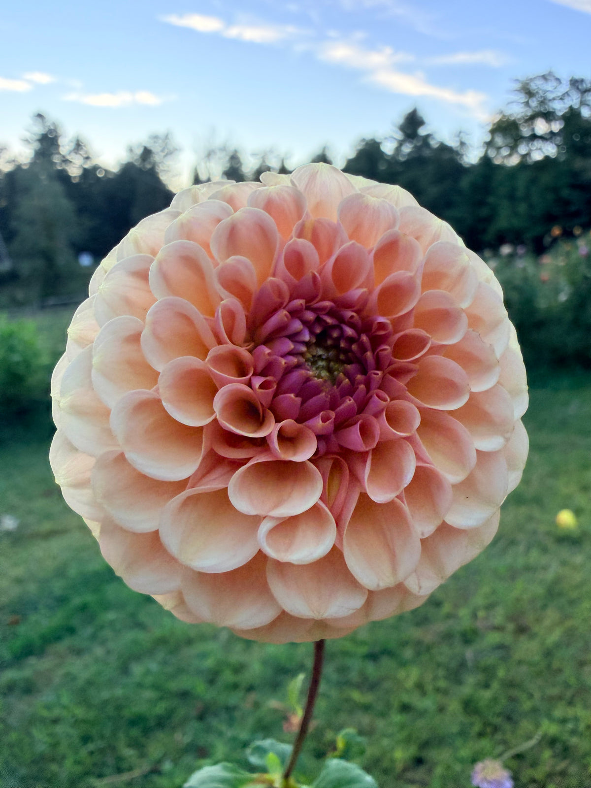 KA's Sicilian Summer Dahlia Tuber