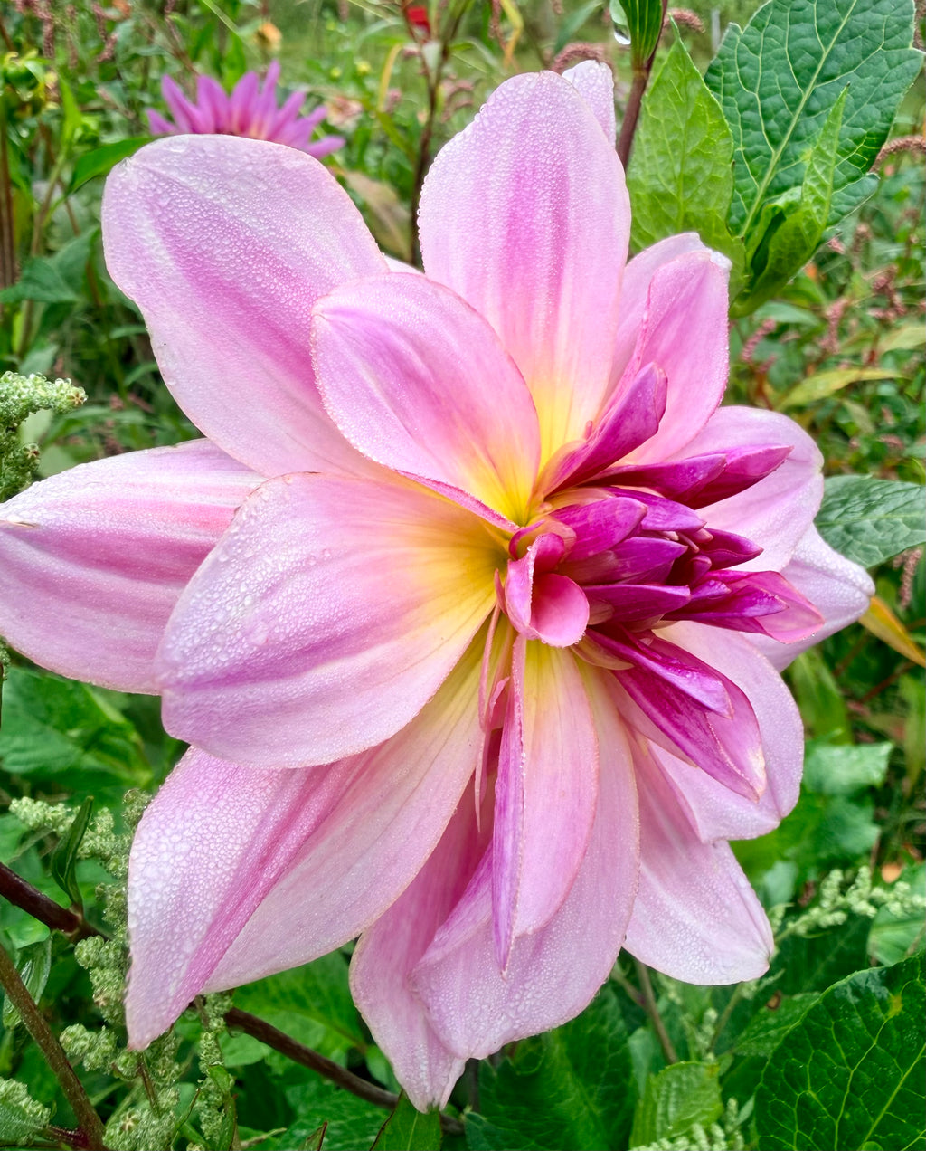 Lee's Flamingle Dahlia Tuber