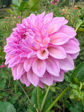MFF Cotton Candy Dahlia Tuber