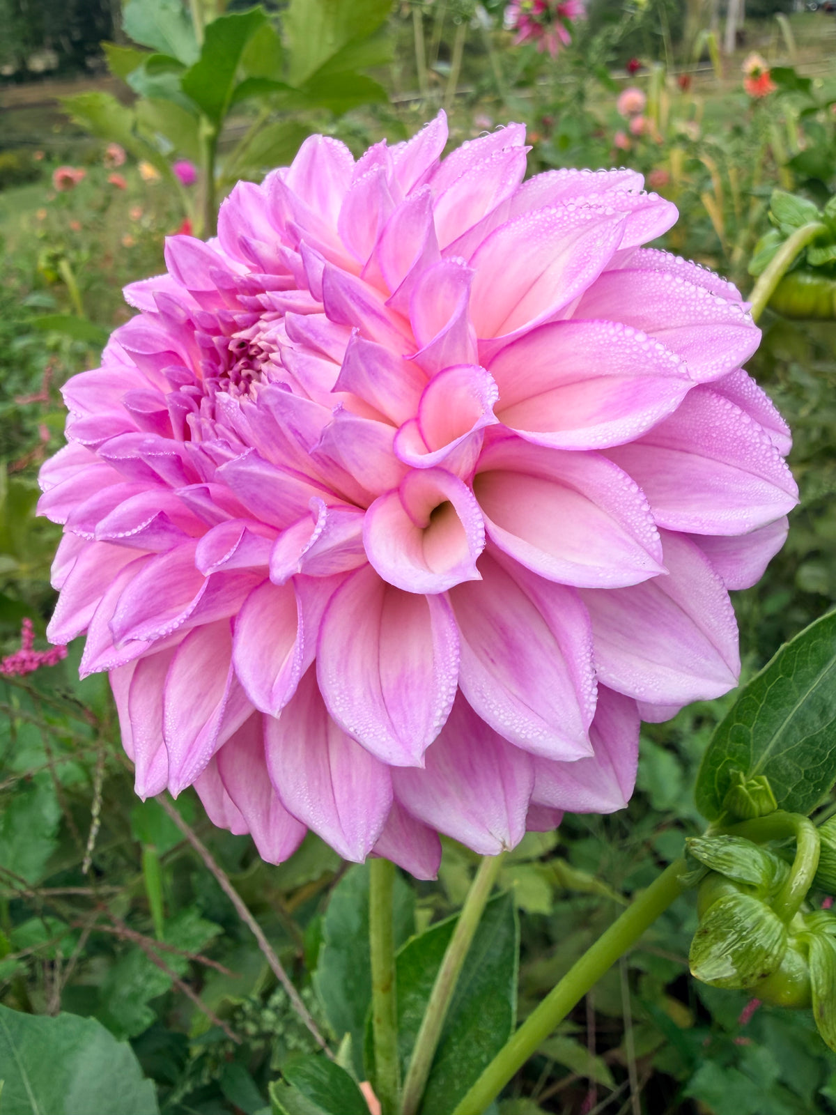 MFF Cotton Candy Dahlia Tuber