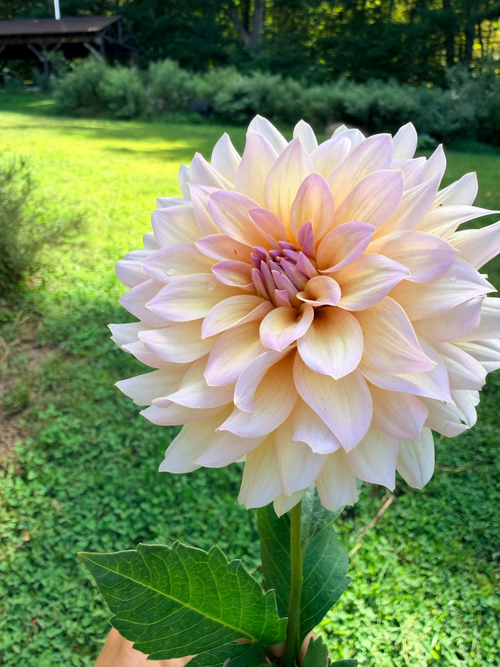 DL's The Special Dahlia Tuber