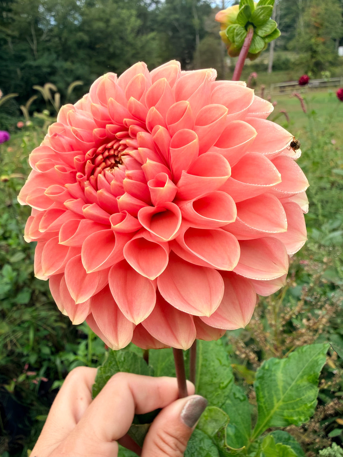 Romance Dahlia Tuber