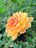 Hollyhill Honeygold Dahlia Tuber