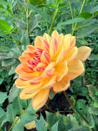 Hollyhill Honeygold Dahlia Tuber