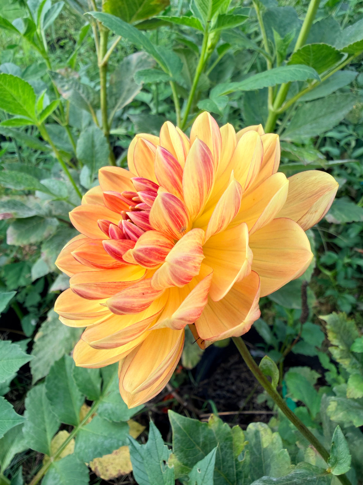 Hollyhill Honeygold Dahlia Tuber