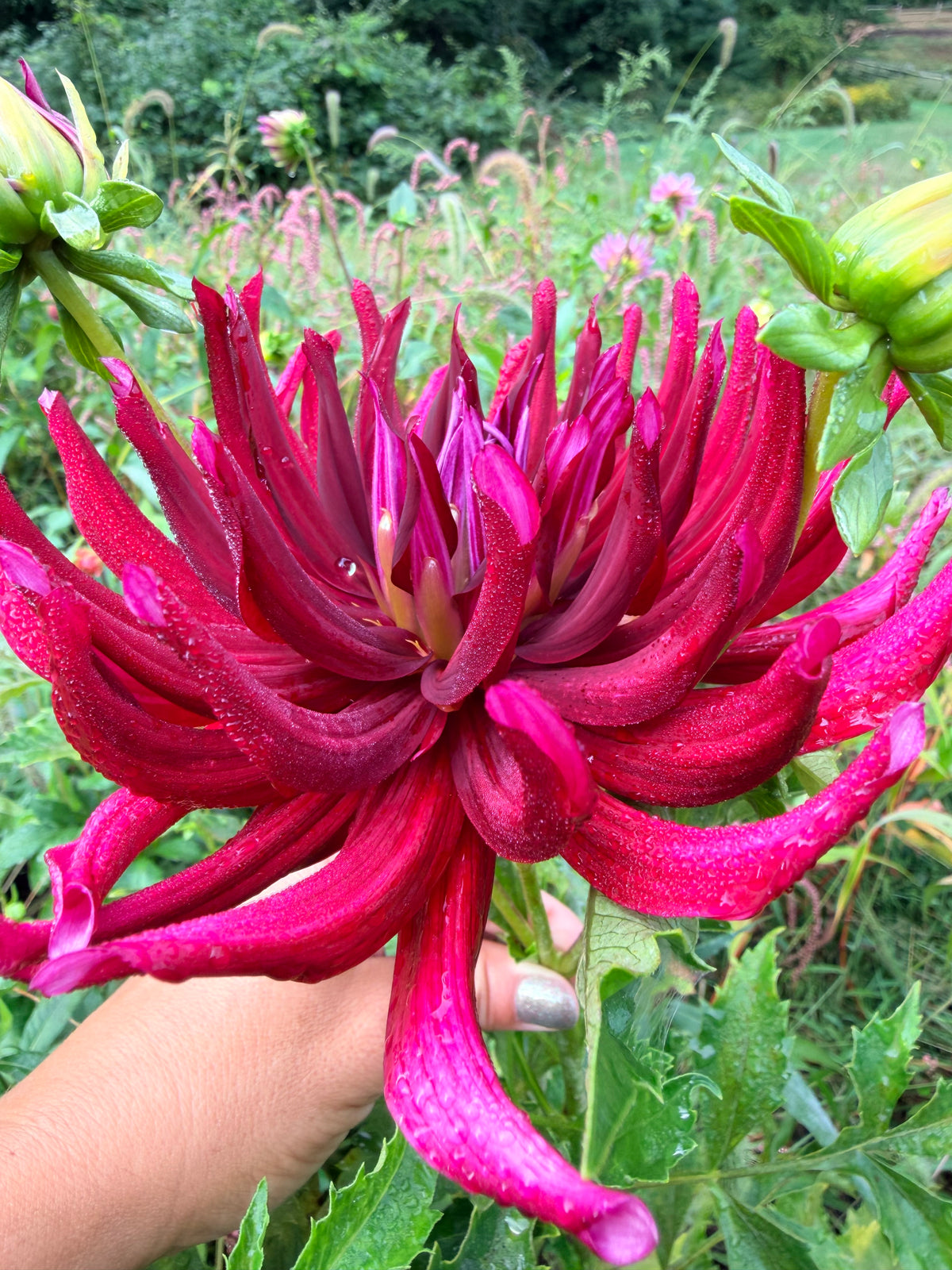 Hollyhill Tarantula Dahlia Tuber
