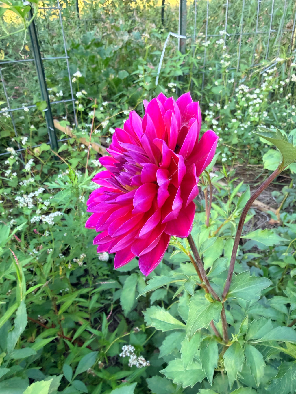 Hollyhill Amethyst Dahlia Tuber