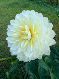 Hollyhill Creamy Dahlia Tuber