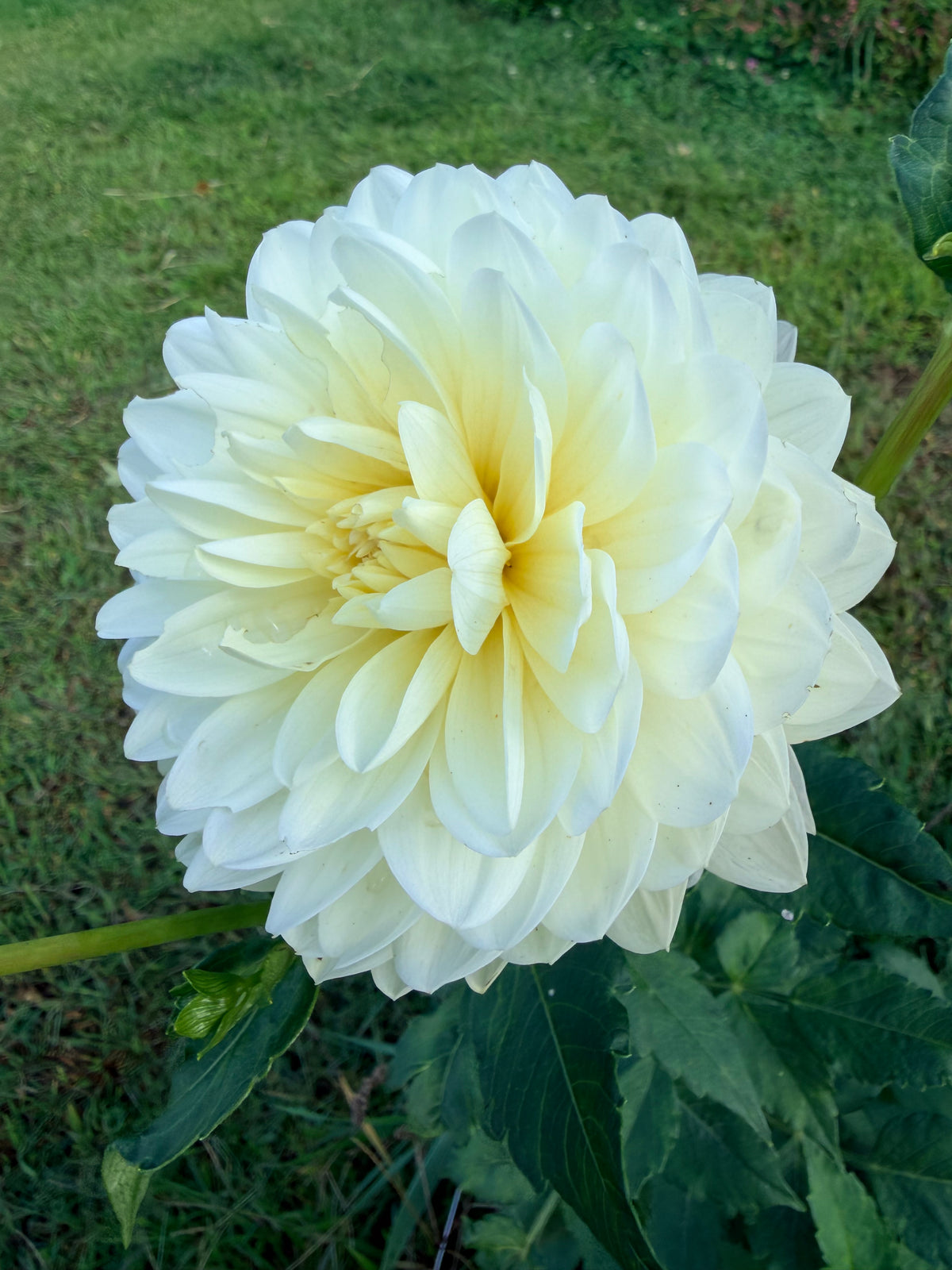 Hollyhill Creamy Dahlia Tuber