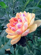Hollyhill Honeygold Dahlia Tuber