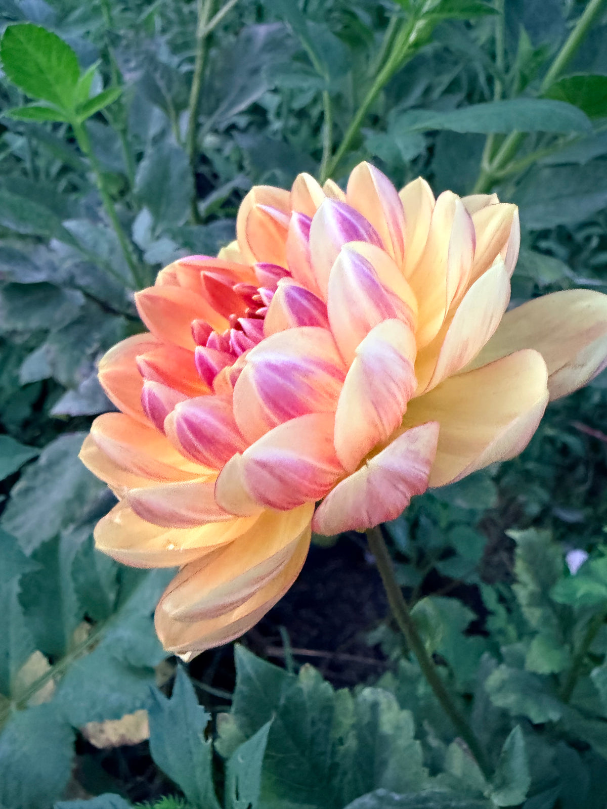 Hollyhill Honeygold Dahlia Tuber