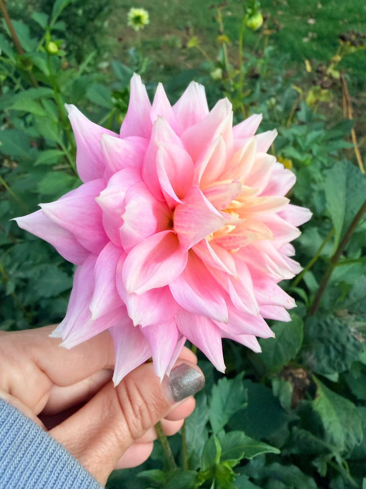Lee's Blushed Charmeuse Dahlia Tuber