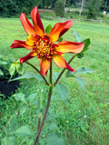 Octopus Sparkle Dahlia Tuber