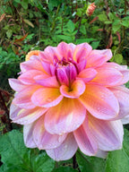 Lahaina Love Dahlia Tuber
