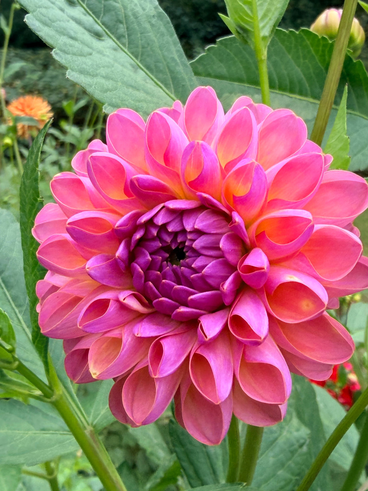 Hapet Vintage Dahlia Tuber