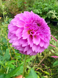 Ferncliff Pincushion Dahlia Tuber