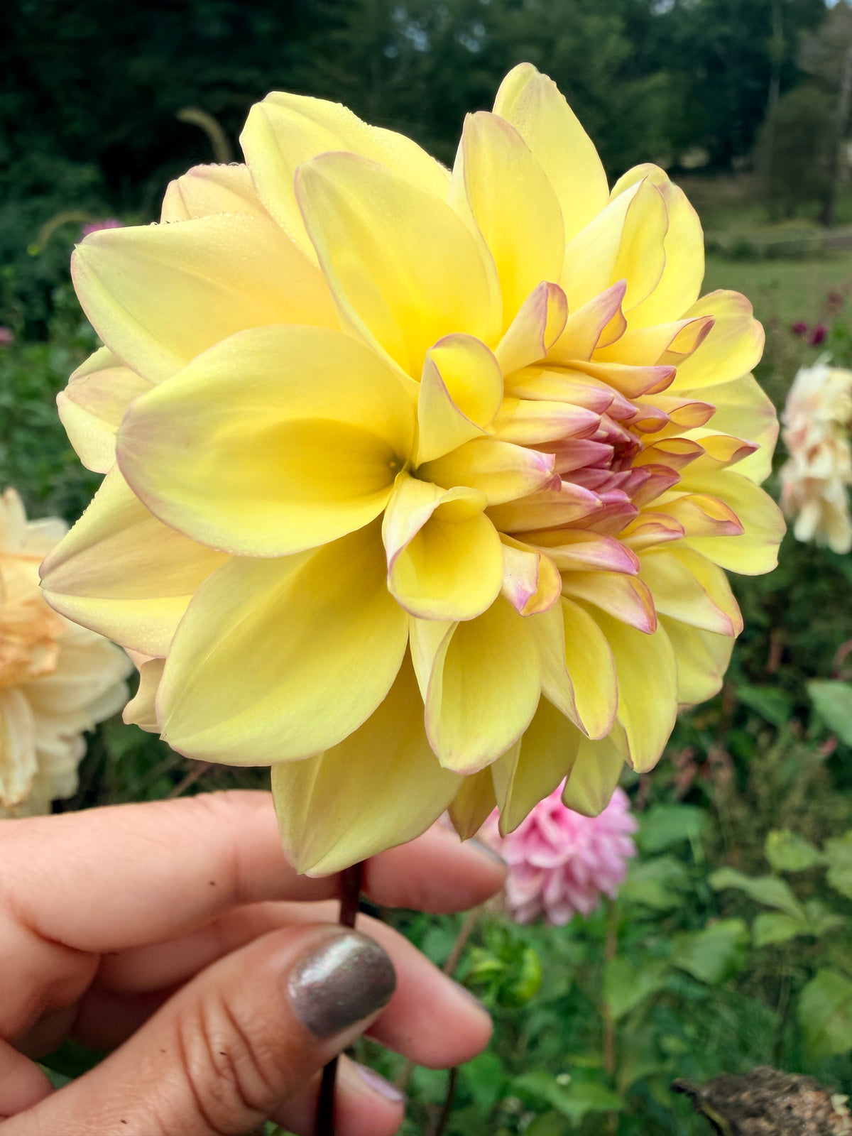 Lee's Chalks Alot Dahlia Tuber
