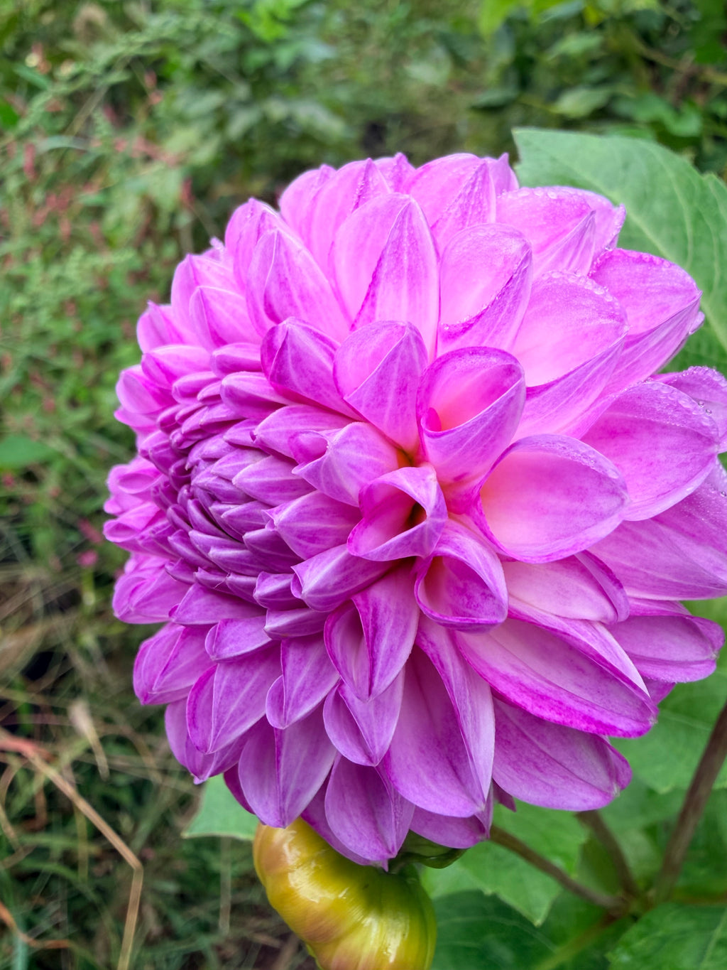 20th Ave Morning Mist Dahlia Tuber