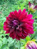 Rip City Dahlia Tuber