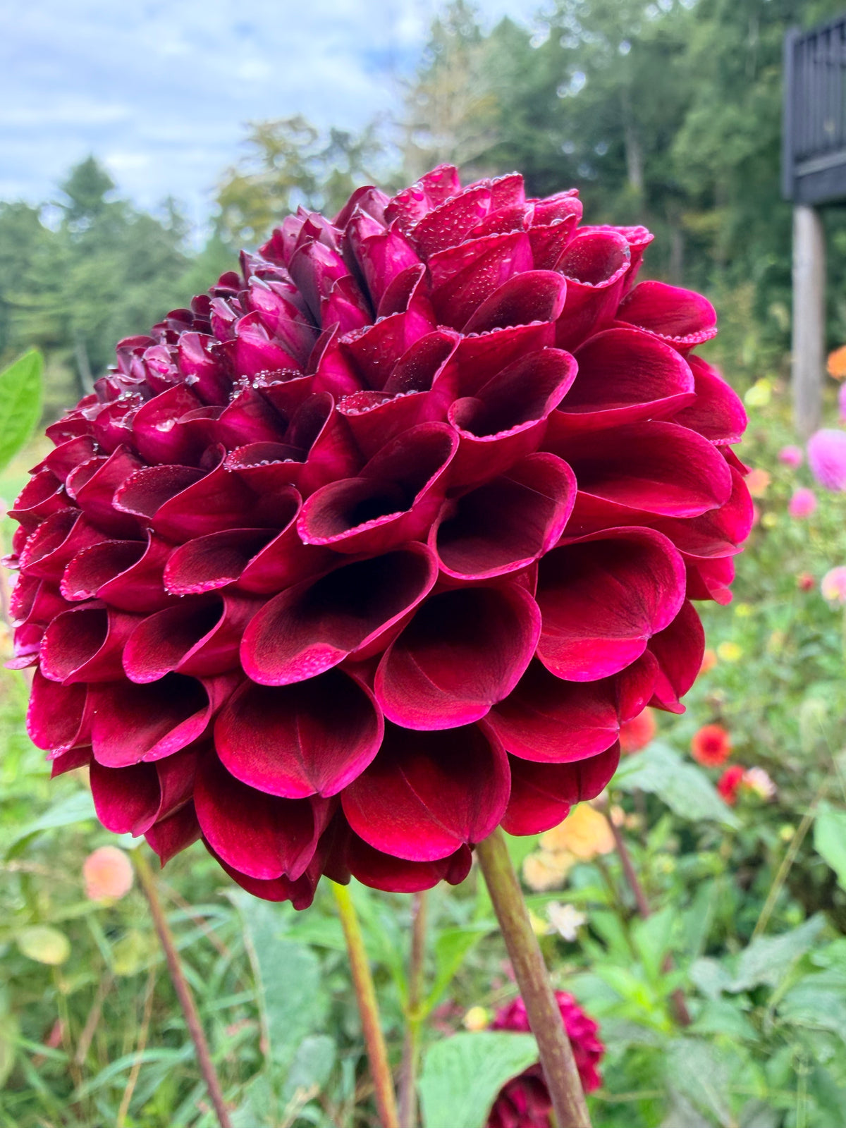 Aurora's Kiss Dahlia Tuber