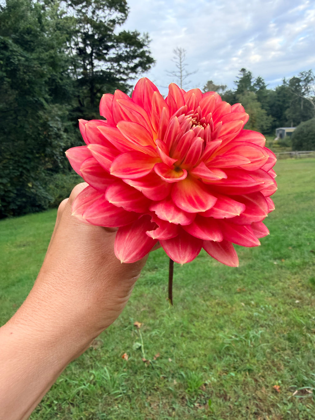 Lee's Scarlet Macaw Dahlia Tuber