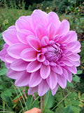 ZB Tickled Pink Dahlia Tuber
