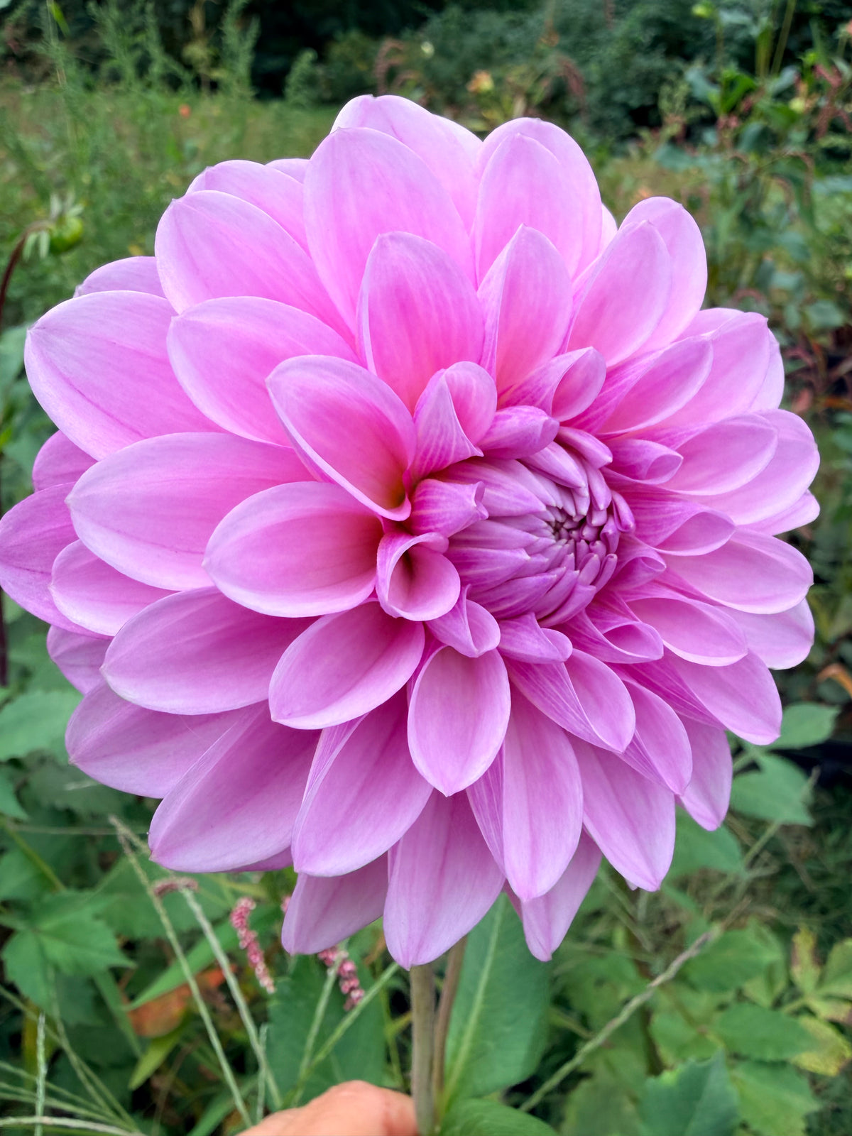 ZB Tickled Pink Dahlia Tuber
