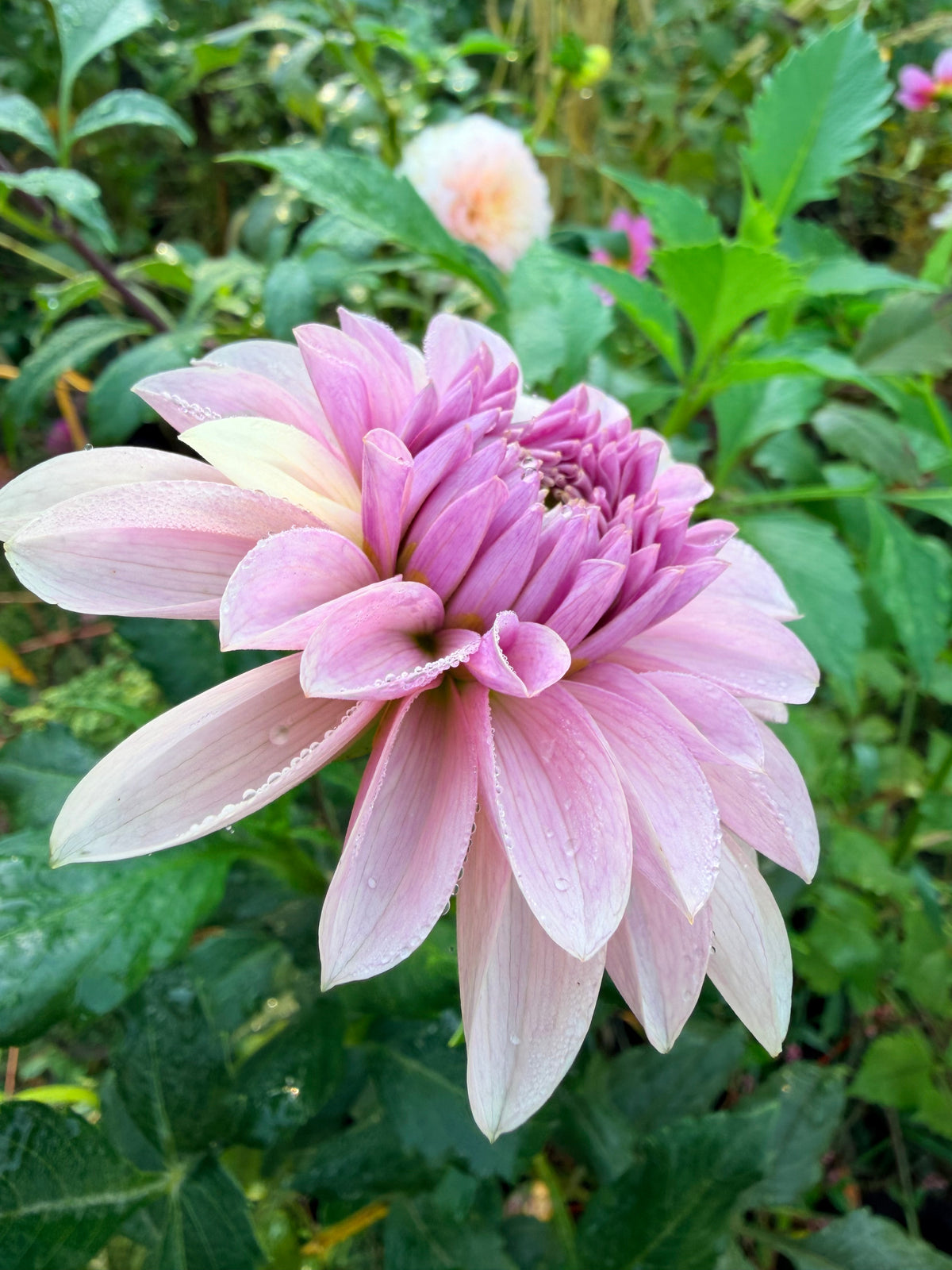 Tiara Dahlia Tuber