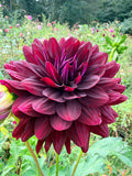 Hollyhill Black Beauty Dahlia Tuber