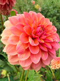 KA's Boho Peach Dahlia Tuber