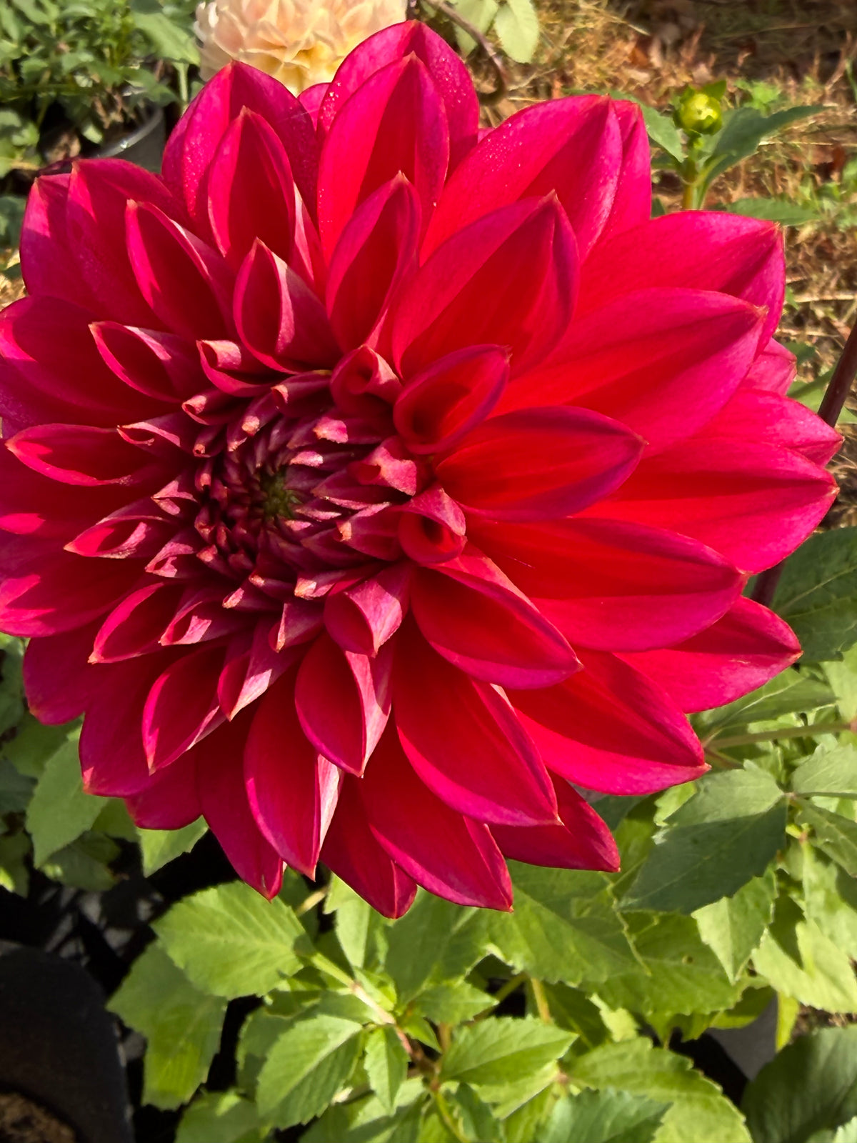 Skeena Rosie Dahlia Tuber