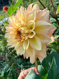 Lee's Savannah Spring Dahlia Tuber