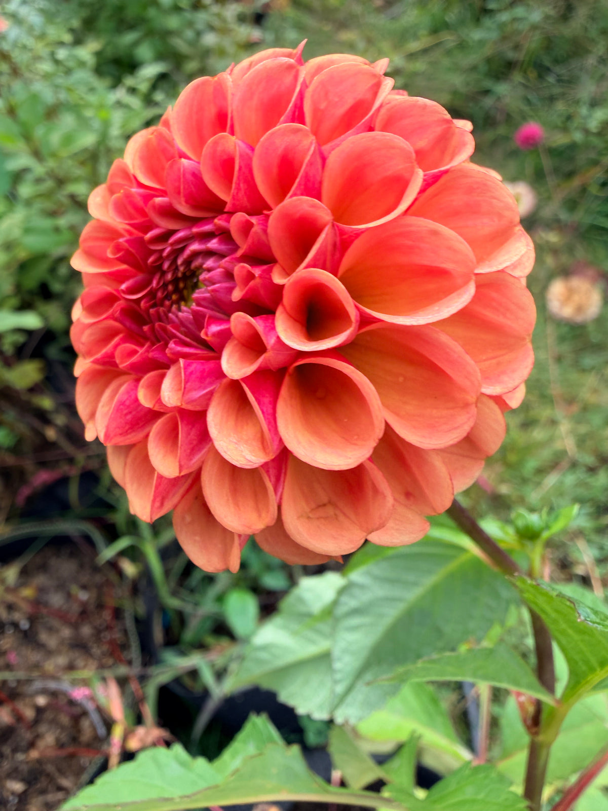 Levi's Blood Moon Dahlia Tuber