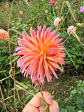 Josudi Telstar Dahlia Tuber