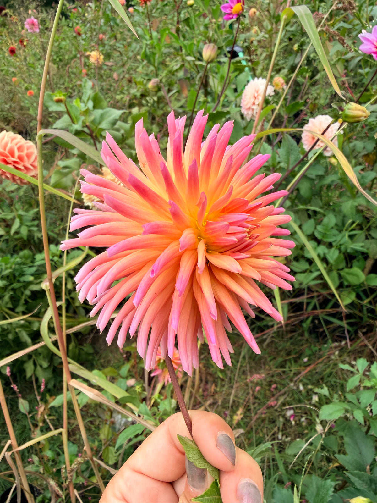 Josudi Telstar Dahlia Tuber