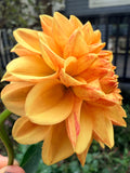 Lee's Beech Glow Dahlia Tuber