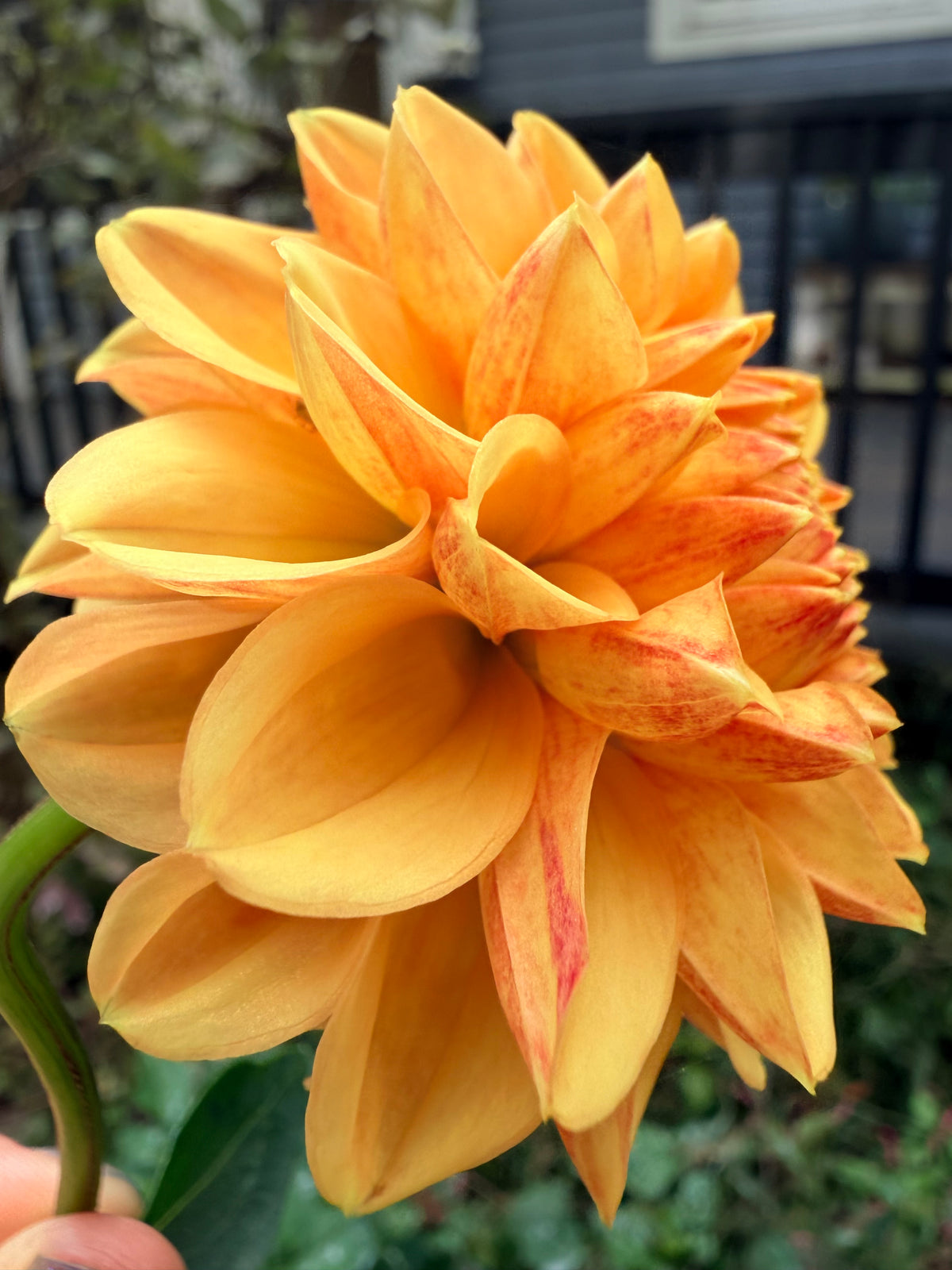 Lee's Beech Glow Dahlia Tuber