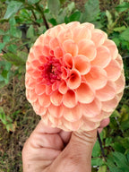 KA's Sicilian Summer Dahlia Tuber