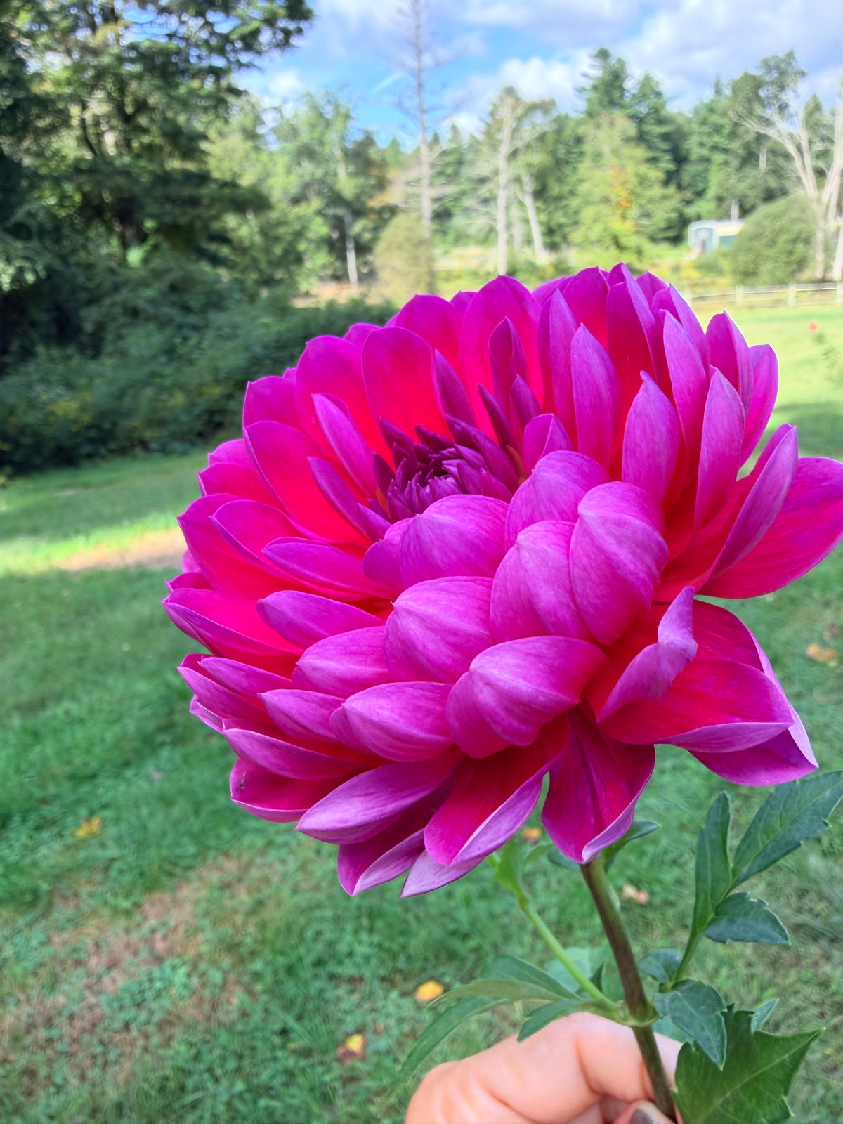 Hollyhill Amethyst Dahlia Tuber