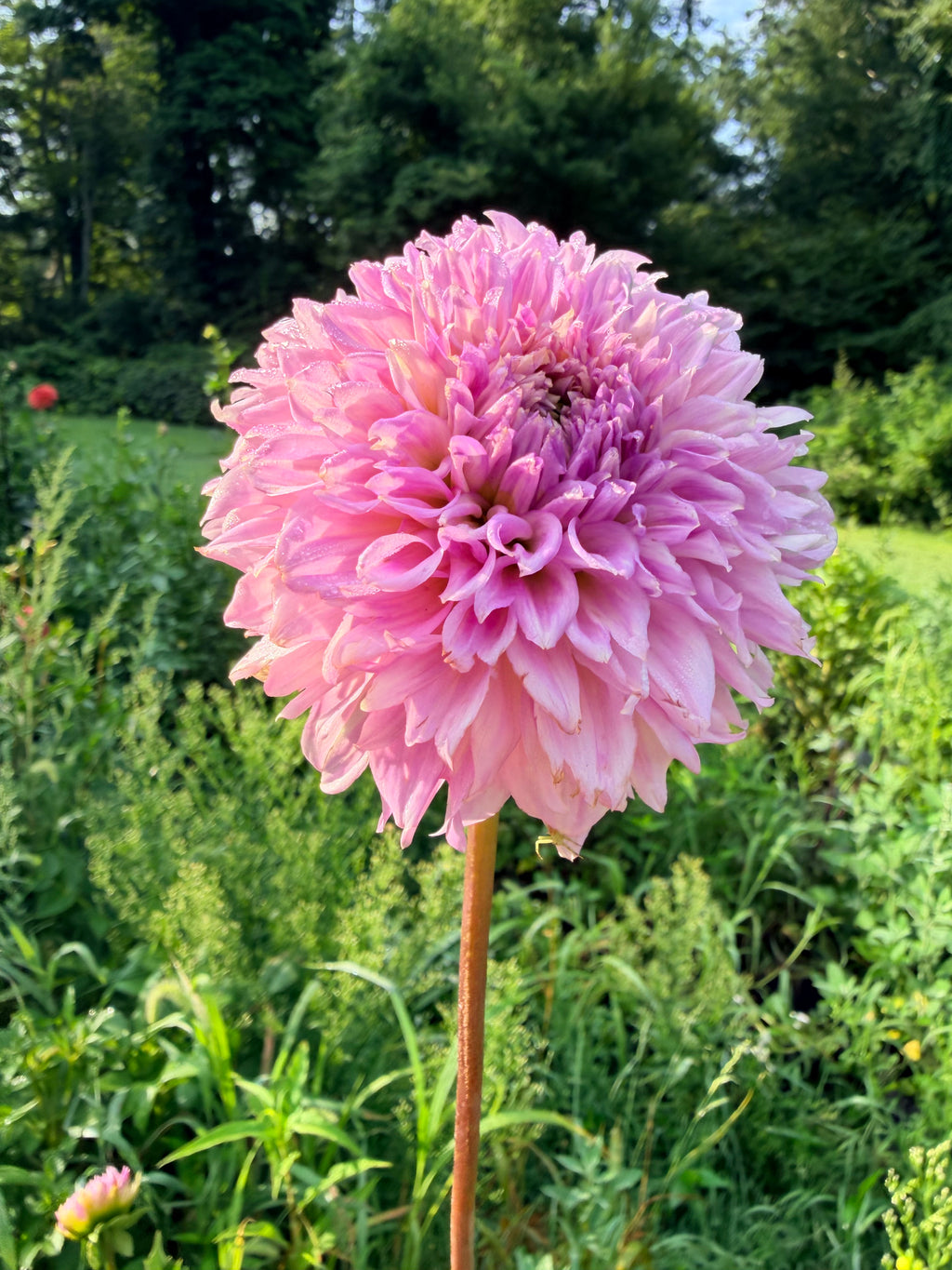 Lee's Viola Frost Dahlia Tuber