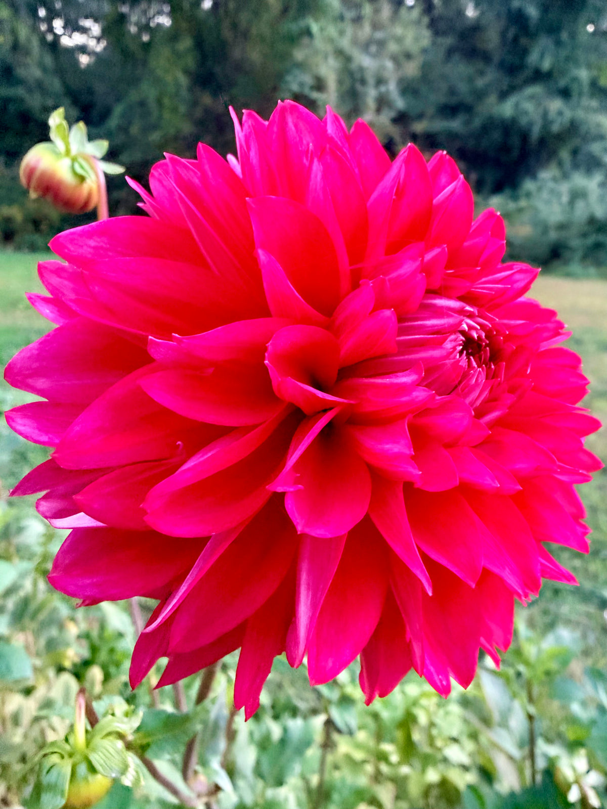 Lee's Elmo Dahlia Tuber