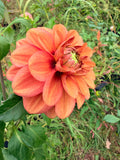 Letterkenny Tea Rose Dahlia Tuber