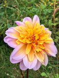 Lifestyle Dahlia Tuber