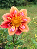 Orange Hype Dahlia Pot Tuber