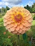 Coorabell Astrid Dahlia Pot Tuber 🇦🇺