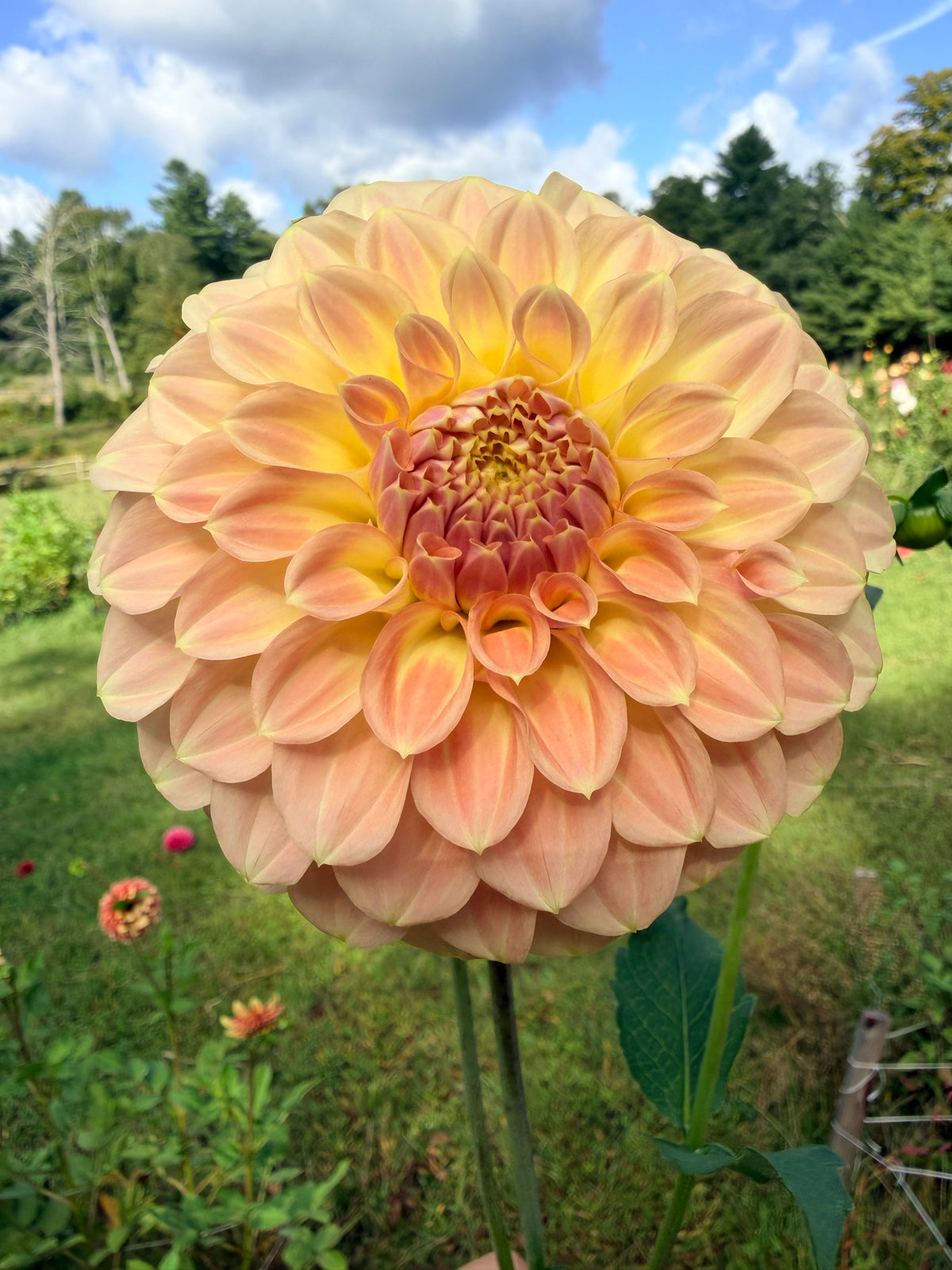 Coorabell Astrid Dahlia Pot Tuber 🇦🇺