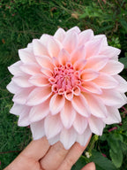 KA's Mocha Jake Dahlia Tuber