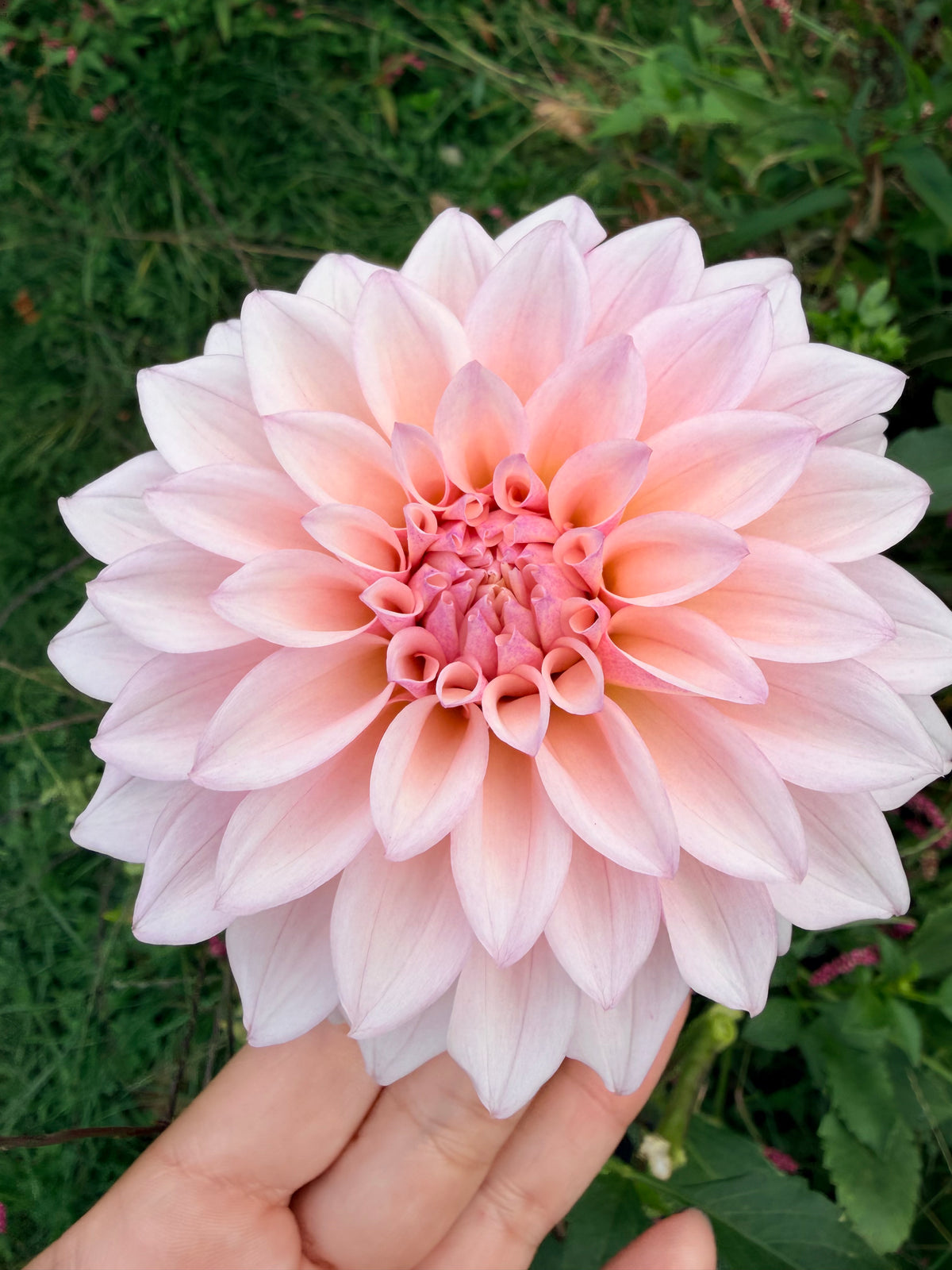 KA's Mocha Jake Dahlia Tuber